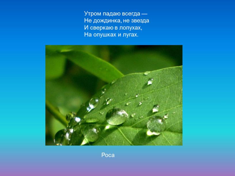 Роса Утром падаю всегда — Не дождинка, не звезда