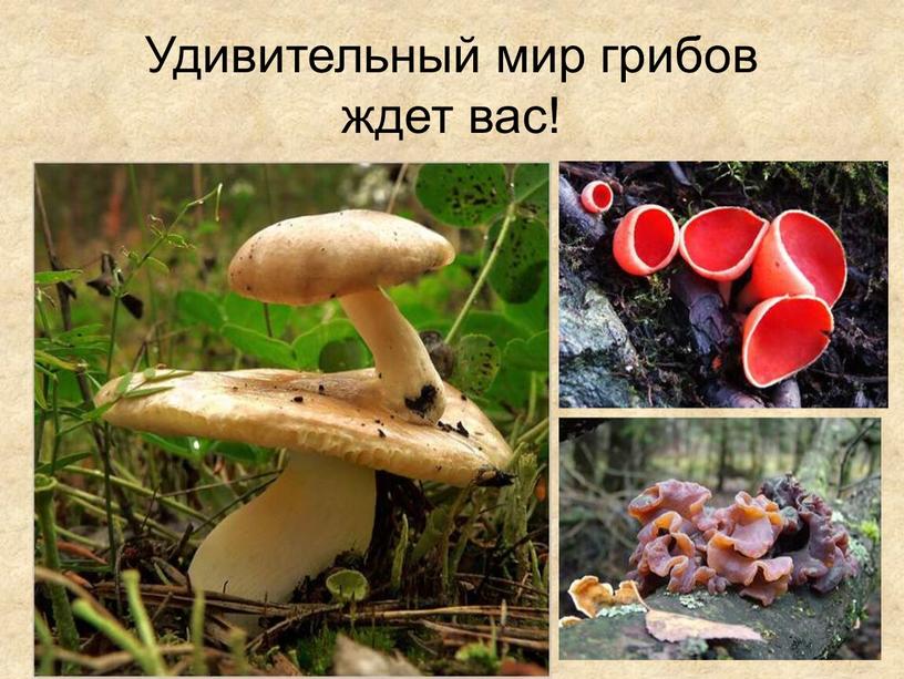 Удивительный мир грибов ждет вас!