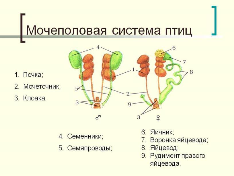 Класс птицы