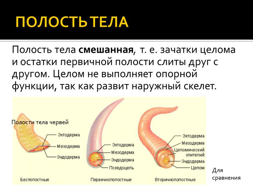 ПОЛОСТЬ ТЕЛА Полость тела смешанная , т