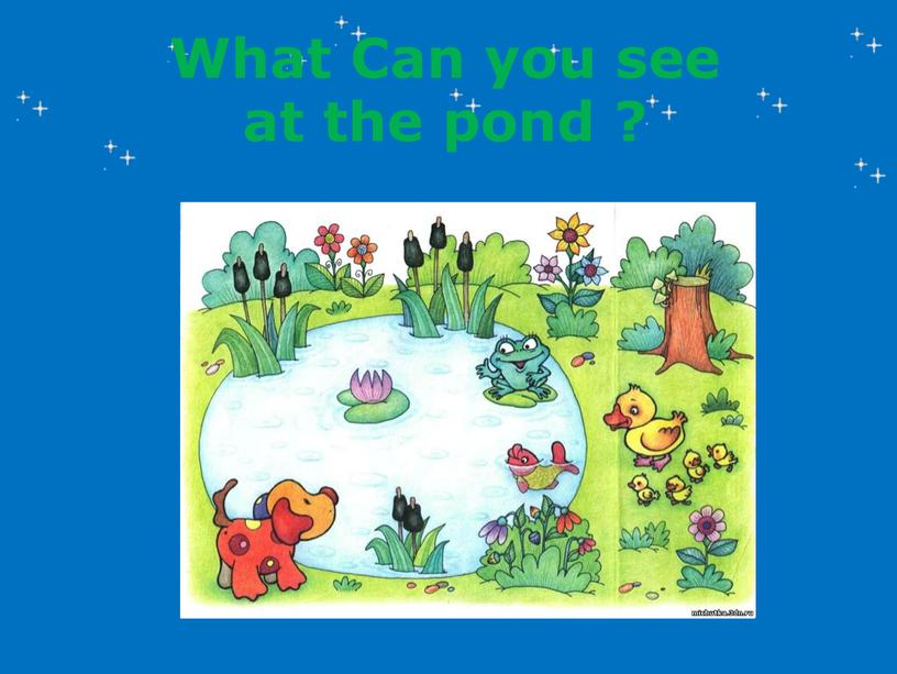 What Can you see at the pond ?