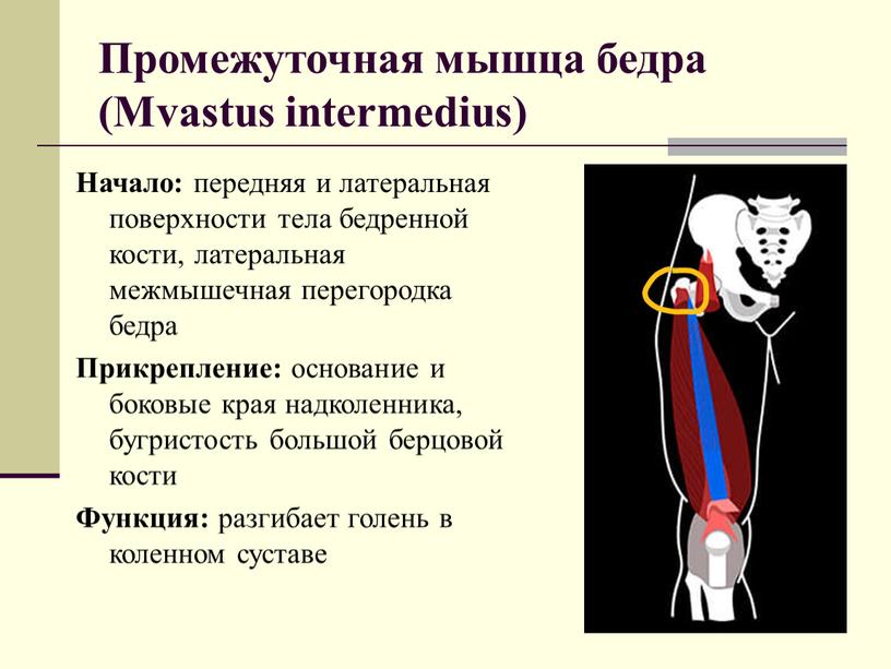 Промежуточная мышца бедра (Mvastus intermedius)