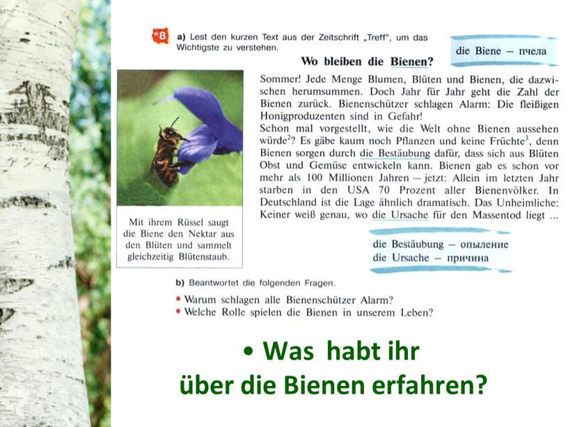 Was habt ihr über die Bienen erfahren?