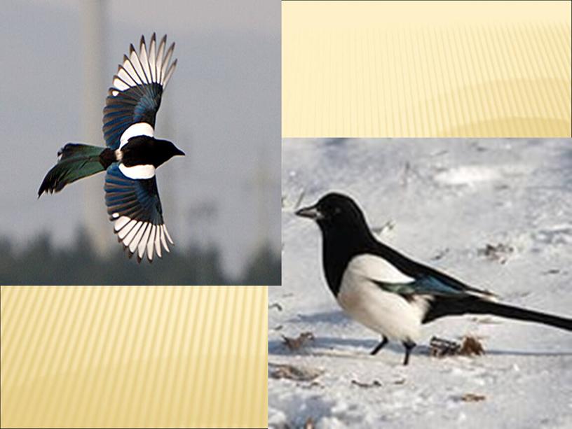 Презентация по окружающему миру на тему "Зимующие птицы Сибири" 1 класс