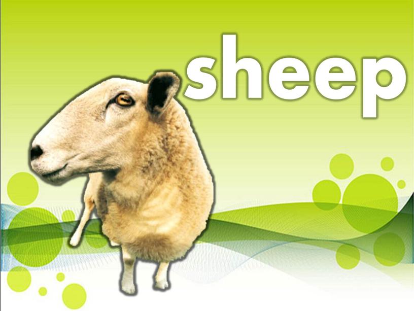 sheep