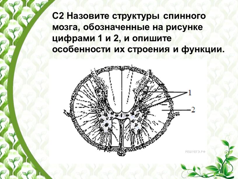 С2 Назовите структуры спинного мозга, обозначенные на рисунке цифрами 1 и 2, и опишите особенности их строения и функции