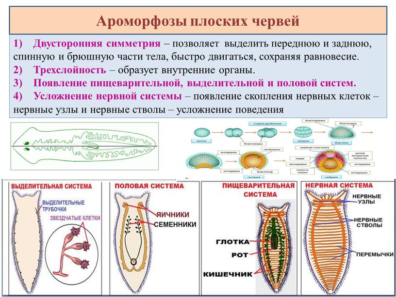 Двусторонняя симметрия – позволяет выделить переднюю и заднюю, спинную и брюшную части тела, быстро двигаться, сохраняя равновесие