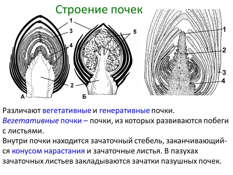 Различают вегетативные и генеративные почки