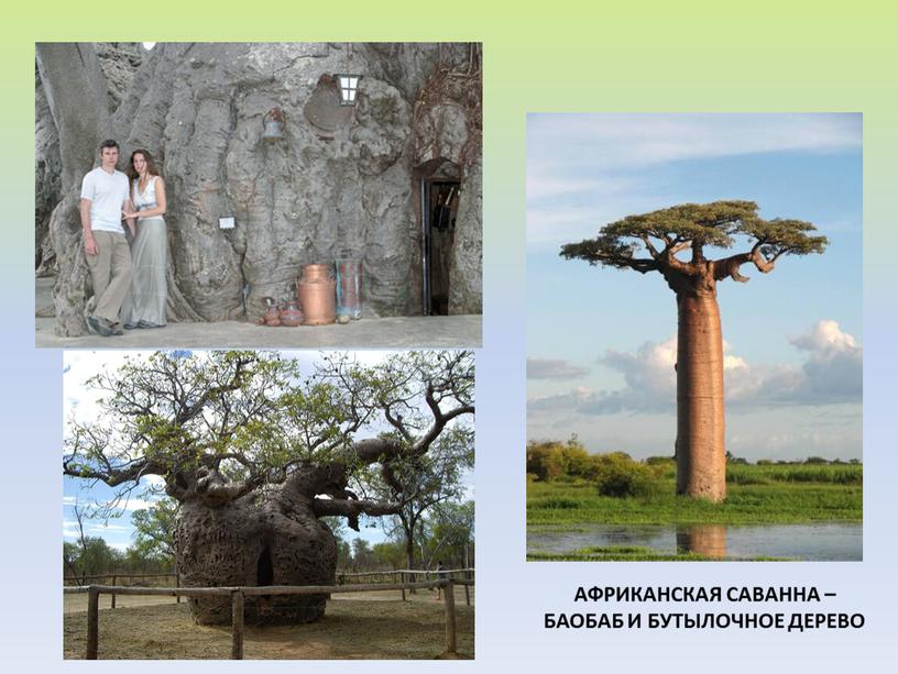 Африканская саванна – баобаб и бутылочное дерево