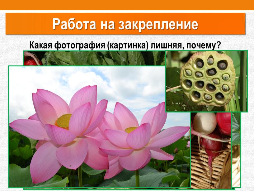 Какая фотография (картинка) лишняя, почему?