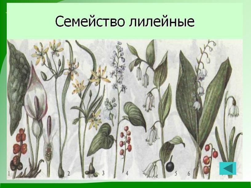 Разработка открытого урока "Систематика растений"( 6 класс, биология)