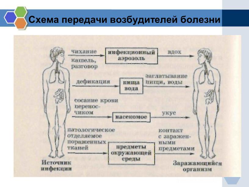 Схема передачи возбудителей болезни