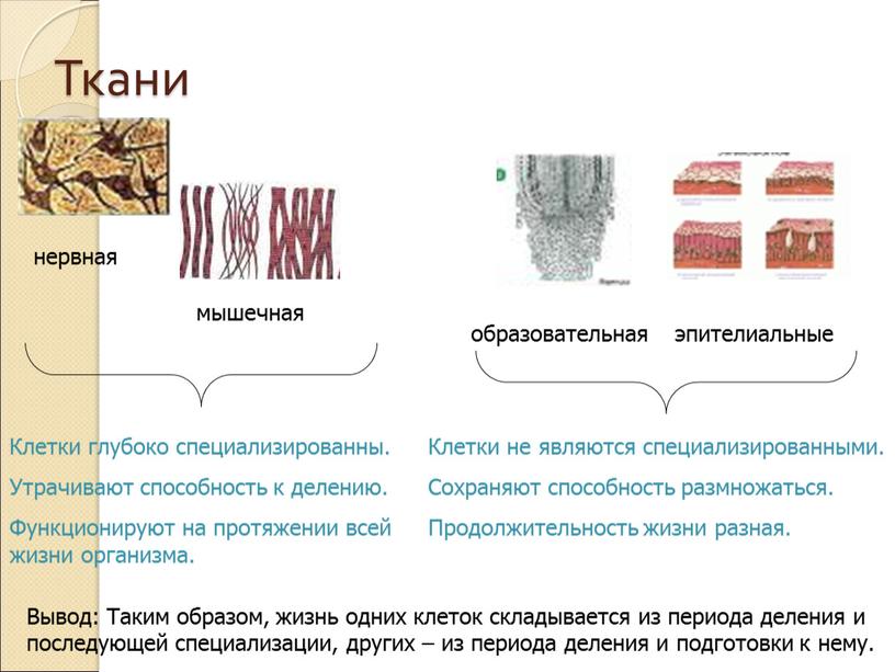 Ткани нервная мышечная образовательная эпителиальные