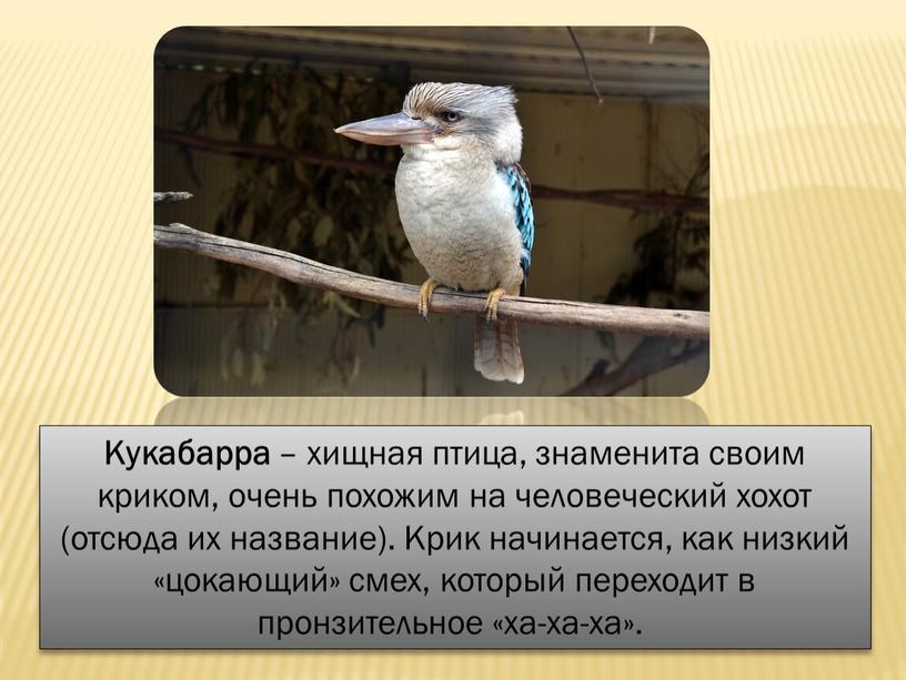 Кукабарра – хищная птица, знаменита своим криком, очень похожим на человеческий хохот (отсюда их название)