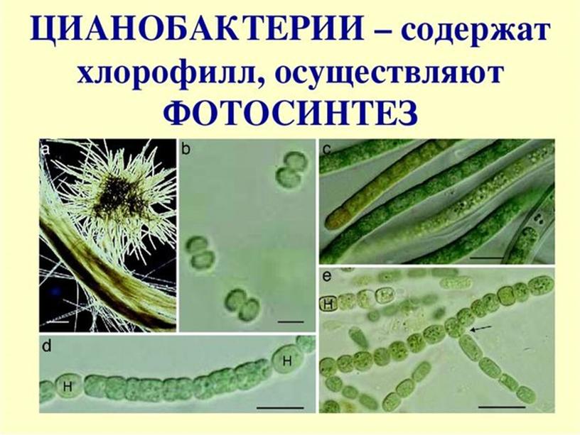 Презентация по биологии в 7 классе по теме "Бактерии"