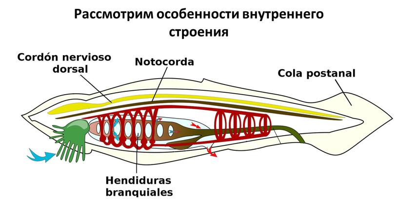 Рассмотрим особенности внутреннего строения