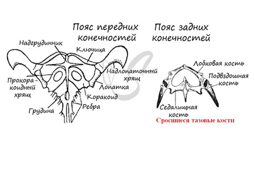 Сросшиеся тазовые кости