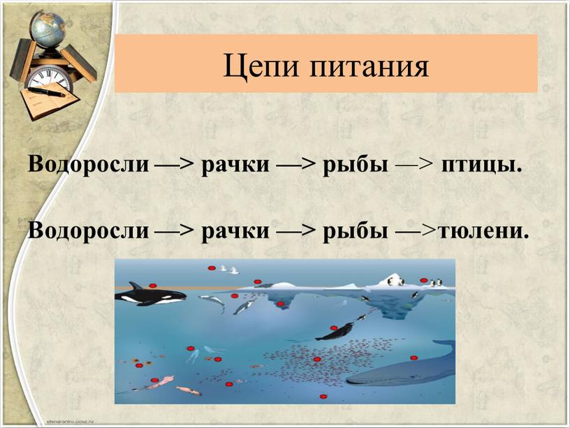 Цепи питания Водоросли —> рачки —> рыбы —> птицы