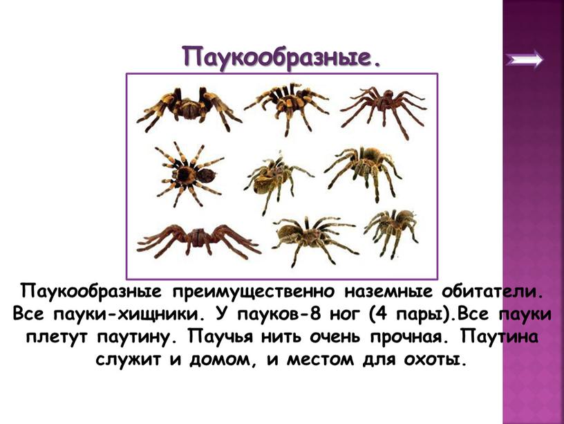 Паукообразные преимущественно наземные обитатели