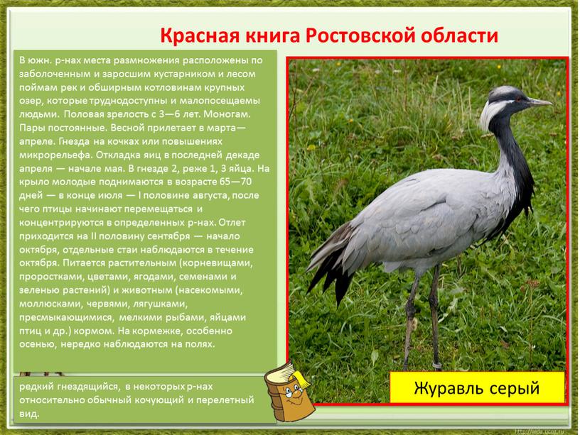 Журавль серый Красная книга Ростовской области редкий гнездящийся, в некоторых р-нах относительно обычный кочующий и перелетный вид