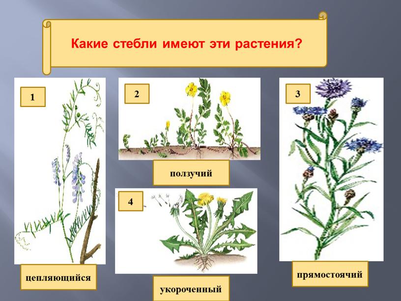 Какие стебли имеют эти растения? цепляющийся ползучий укороченный прямостоячий 1 2 3 4