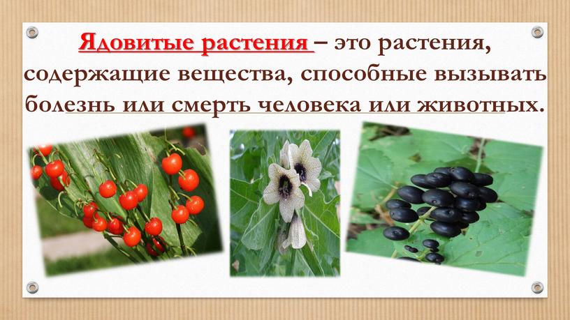 Ядовитые растения – это растения, содержащие вещества, способные вызывать болезнь или смерть человека или животных