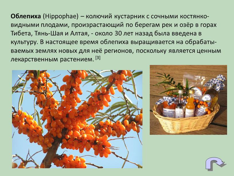 Облепиха (Hippophae) – колючий кустарник с сочными костянко-видными плодами, произрастающий по берегам рек и озёр в горах