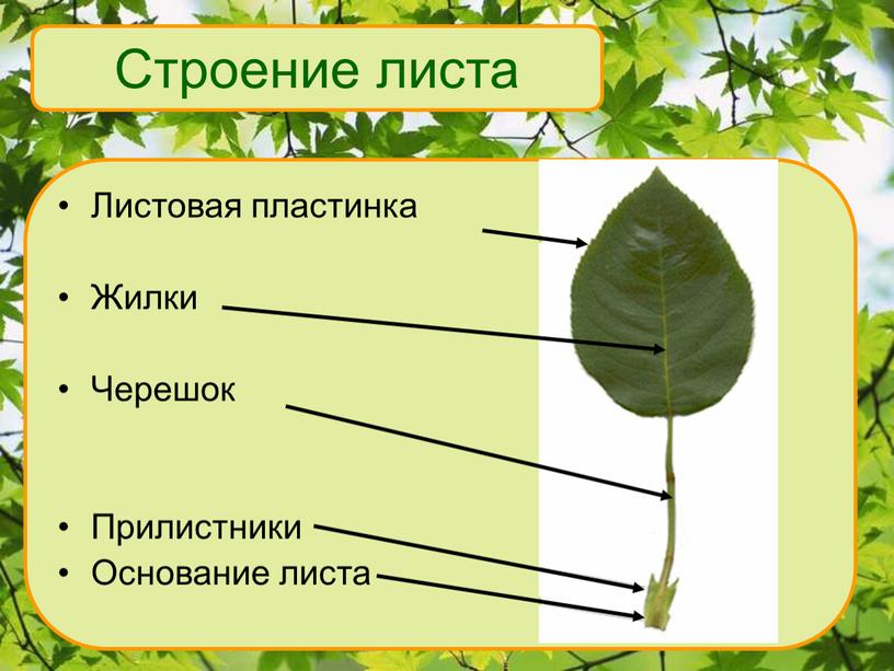 Листовая пластинка Жилки Черешок