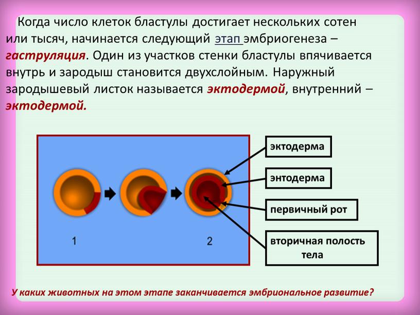 Когда число клеток бластулы достигает нескольких сотен или тысяч, начинается следующий этап эмбриогенеза – гаструляция