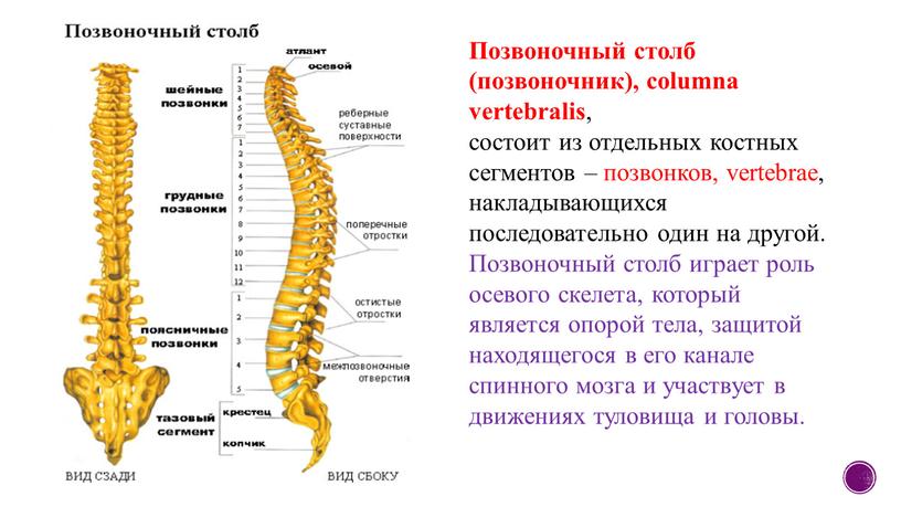 Позвоночный столб картинка