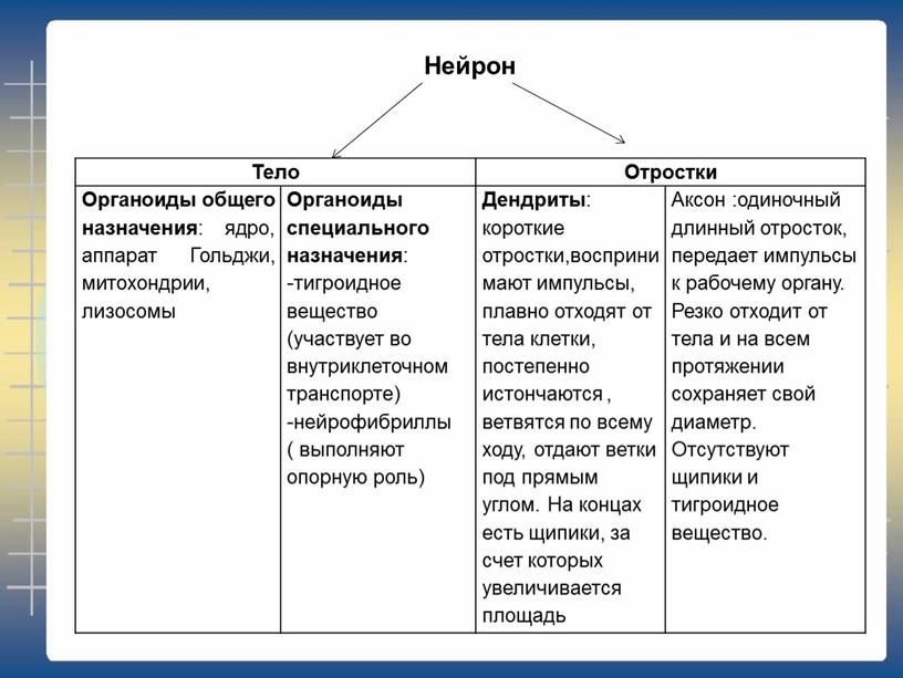 Тело Отростки Органоиды общего назначения : ядро, аппарат