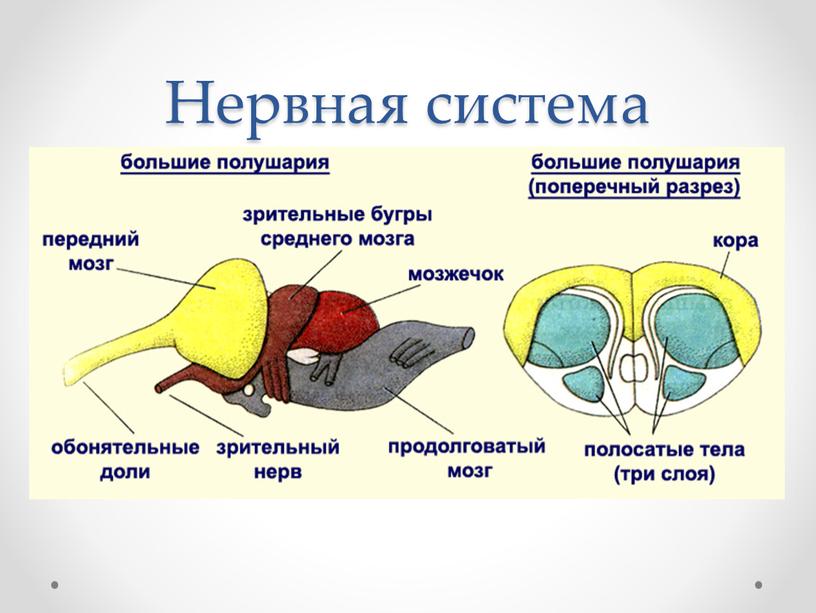 Нервная система