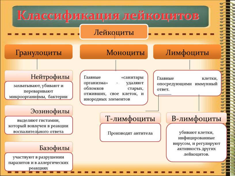 Классификация лейкоцитов Лейкоциты