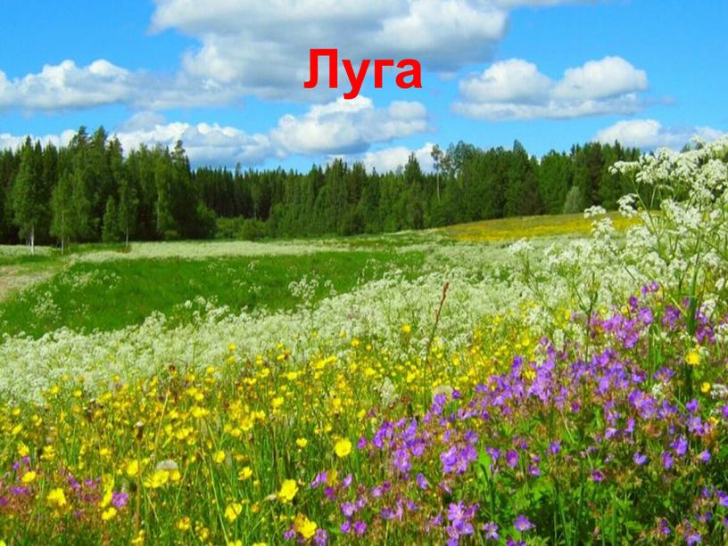 Луга