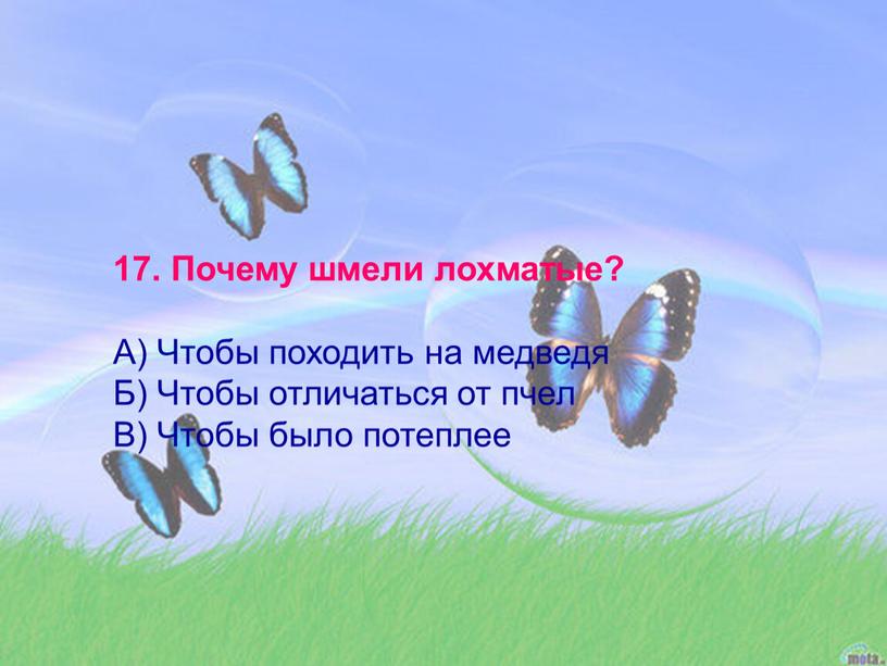 Почему шмели лохматые? А) Чтобы походить на медведя