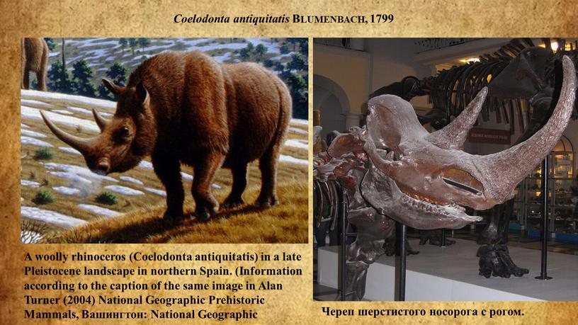 Coelodonta antiquitatis Blumenbach, 1799