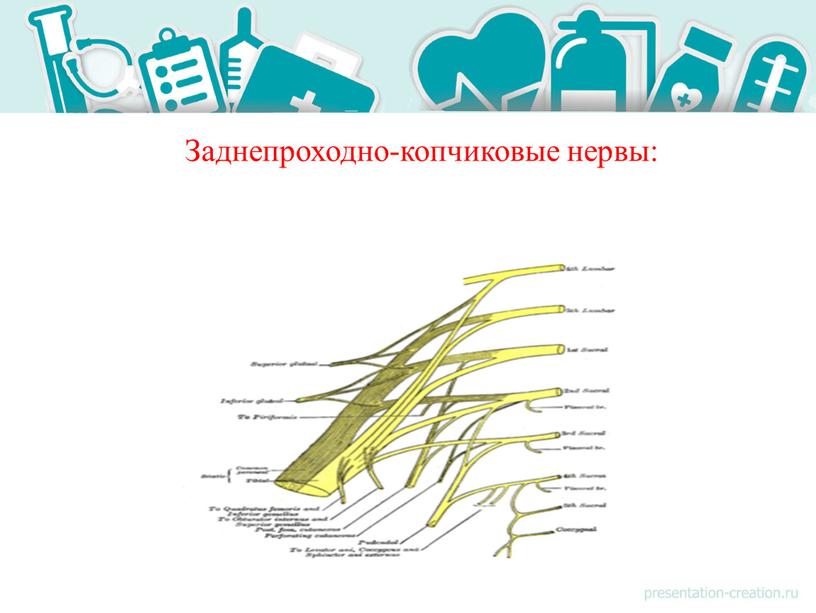 Заднепроходно-копчиковые нервы: