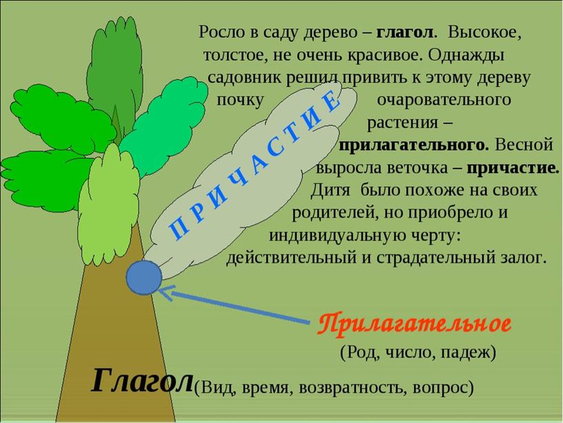 Презентация к уроку "Причастие как часть речи" 7 класс