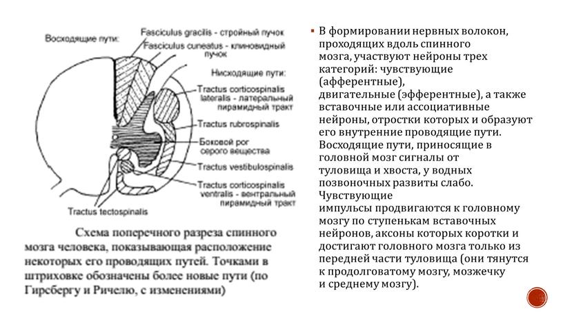 В формировании нервных волокон, проходящих вдоль спинного мозга, участвуют нейроны трех категорий: чувствующие (афферентные), двигательные (эфферентные), а также вставочные или ассоциативные нейроны, отростки которых и…