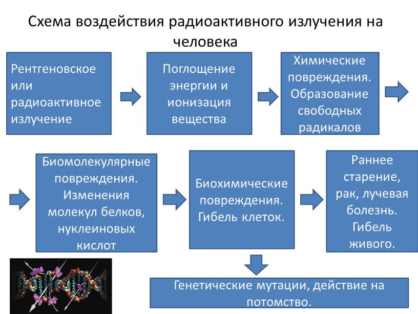 Схема воздействия радиоактивного излучения на человека