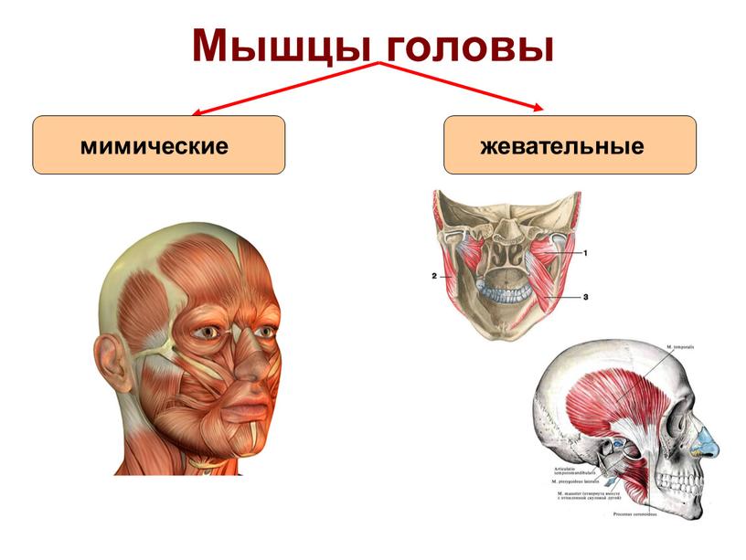 Мышцы головы мимические жевательные