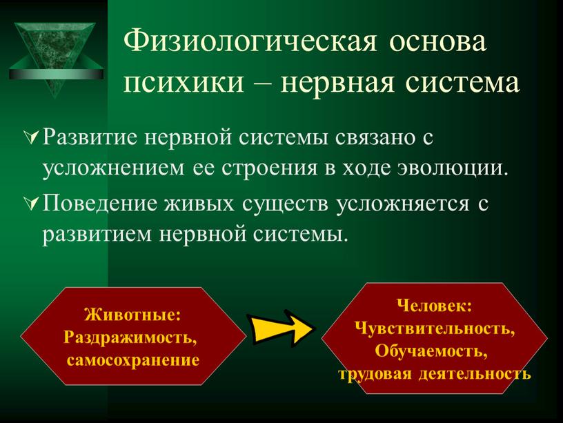 Физиологическая основа психики – нервная система