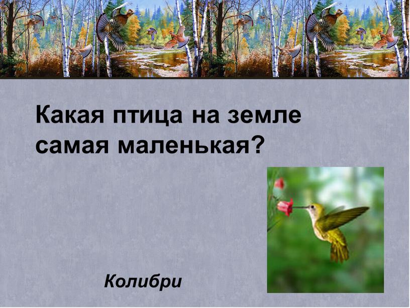 Какая птица на земле самая маленькая?