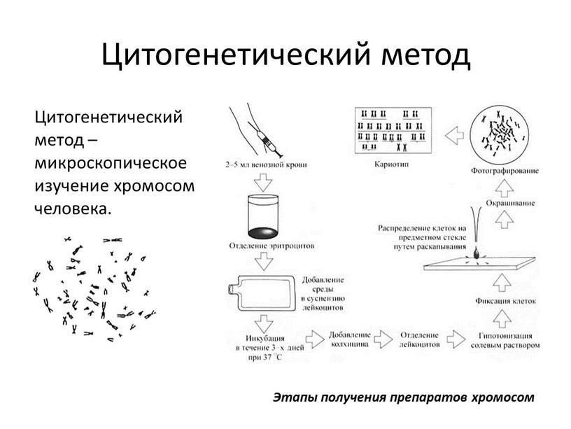 Цитогенетический метод Цитогенетический метод – микроскопическое изучение хромосом человека
