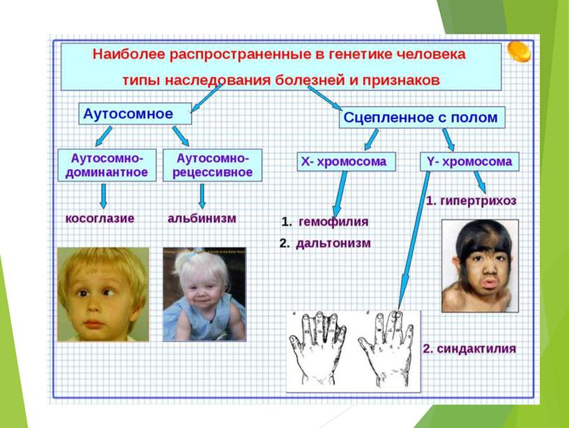 Презентация на тему: "Наследственные болезни человека"