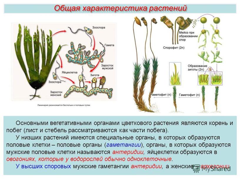 Царства растений