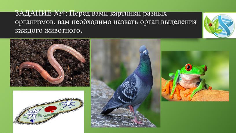 ЗАДАНИЕ №4: Перед вами картинки разных организмов, вам необходимо назвать орган выделения каждого животного