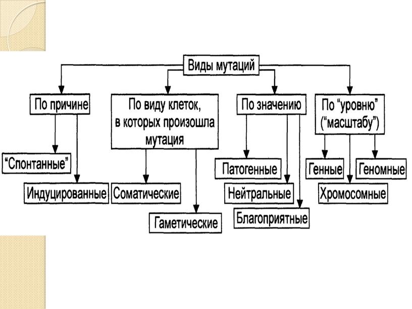 Презентация  Н.И. Вавилов, биология, 9 кл