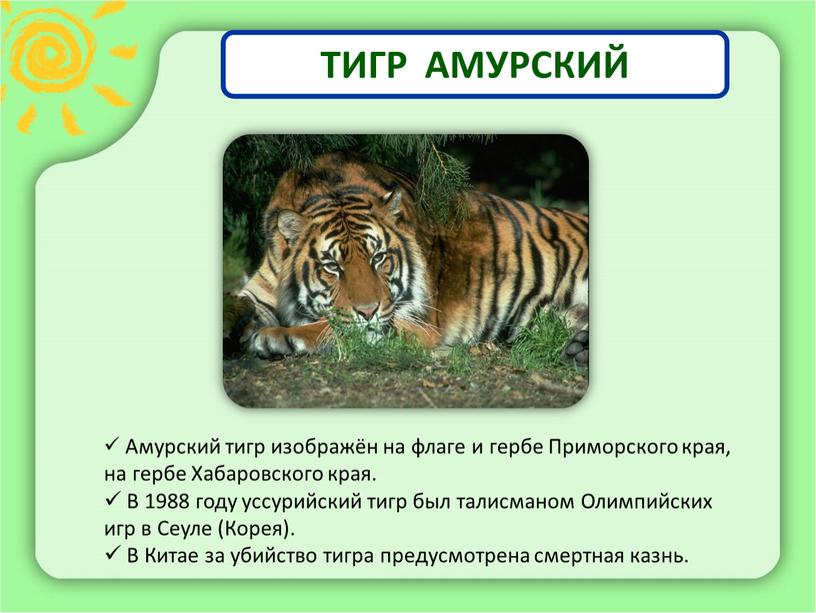 ТИГР АМУРСКИЙ Амурский тигр изображён на флаге и гербе