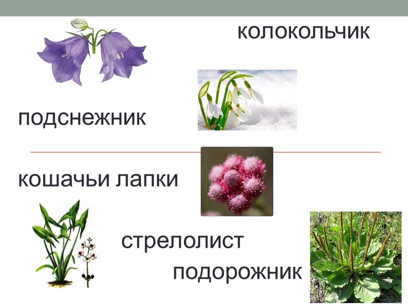 колокольчик подснежник кошачьи лапки стрелолист подорожник